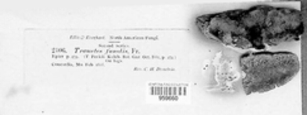 Funalia funalis image